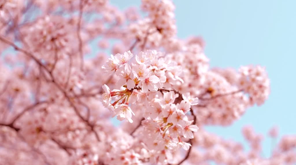 Cherry Blossoms Aren't Beautiful Because They Bloom — They're Beautiful Because They Fall